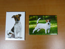 lot 2 Magnets / aimants 7,8 cm X 5,3 cm CHIENS : JACK RUSSEL 13/14