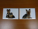 lot 2 Magnets / aimants 7,8 cm X 5,3 cm CHIENS : Yorkshire 23/24