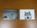 lot 2 Magnets / aimants 7,8 cm X 5,3 cm CHIENS : SIBERIAN HUSKY 11/12