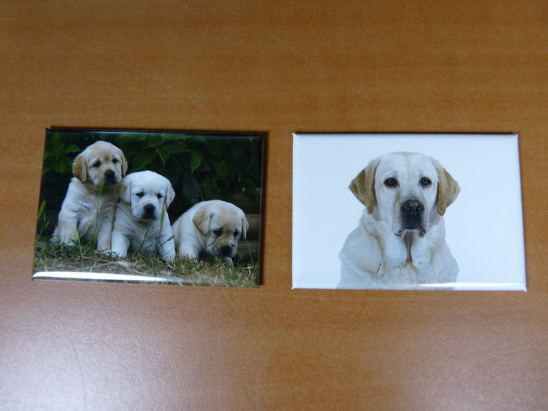 lot 2 Magnets  aimant 7,8 cm X 5,3 cm CHIENS CHIOTS : LABRADOR 15/16