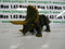 lot 4 figurine PVC DINOSAURES 14/18 cm Tyrannosaure Diplodocus Tricératops Stégo